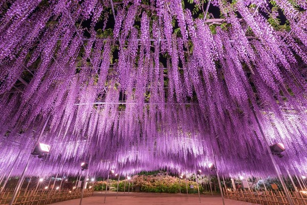 台中東京日立海濱公園足利紫藤花富士芝櫻祭輕井澤浪漫賞花五日19 05 14 泰元旅行社 台中東京日立海濱公園足利紫藤花富士芝櫻祭輕井澤浪漫賞花五日19 05 14 泰元旅行社